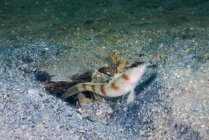 Gobie des crevettes à marge rouge sur le fond marin — Photo de stock