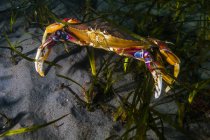 Rock crab in algae of Puget Sound — Stock Photo