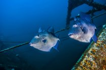 Triggerfish nuotare vicino Clipper relitto — Foto stock
