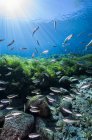 Tetra-Fisch in den San-Salomon-Quellen — Stockfoto