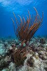 Récif corallien à Sainte Croix — Photo de stock