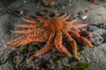 Girassol estrela do mar no fundo — Fotografia de Stock