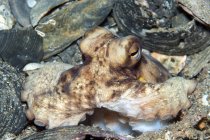 Атлантический осьминог в обломках скорлупы — стоковое фото