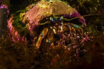 Acadian ermitaño cangrejo arrastrándose en el fondo del mar - foto de stock