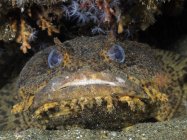 Oyster Toadfish крупним планом постріл — стокове фото