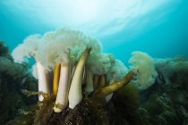 Giant plumose anemones — Stock Photo