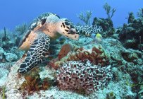 Hawksbill Turtle feeding on sponge — Stock Photo