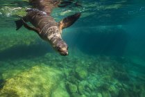 Калифорнийский морской лев на острове Мухерес — стоковое фото