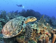 Hawksbill turtle swimming along reef — Stock Photo