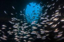 Tomtate bancs de poissons en Papouasie — Photo de stock