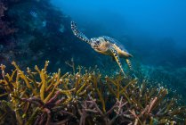 Hawksbille sea turtle swimming over corals — Stock Photo
