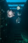 Atlantischer Spadefisch schwimmt in Schiffswrack — Stockfoto