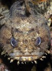 Oyster Toadfish close seup shot — стоковое фото