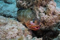 Rote Hinterhaut mit Isopoden auf dem Kopf — Stockfoto