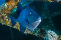Triggerfish swimming amongst shipwreck — Stock Photo