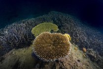 Staghorn corals on dark reef — Stock Photo