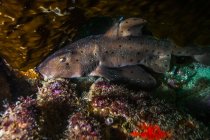 Tubarão corno dócil escondido em algas — Fotografia de Stock