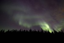 Aurora borealis поверх деревьев — стоковое фото