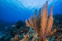 Reefscape on Grand Cayman — Stock Photo