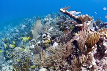 Escolas de grunhidos e parolos no recife — Fotografia de Stock