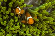 False clown anemonefish in anemone — Stock Photo