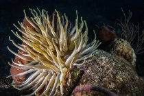 Anémona en el arrecife de coral - foto de stock