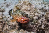 Coda rossa con isopode sulla testa — Foto stock