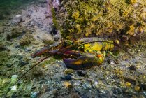 Amerikanischer Hummer auf dem Meeresboden — Stockfoto