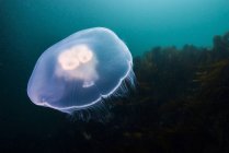Moon jellyfish rising from deep — Stock Photo