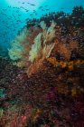 Récif corallien et troupeau de poissons — Photo de stock