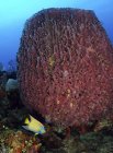 Barrel sponge with Queen Angelfish — Stock Photo