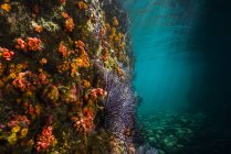 Recife de coral colorido em La Paz — Fotografia de Stock