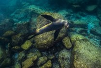Kalifornischer Seelöwe in isla mujeres — Stockfoto