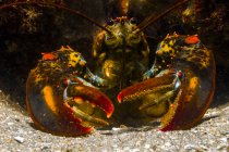 American lobster closeup shot — Stock Photo