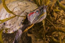 Красноухая горлоухая черепаха — стоковое фото