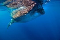 Walhai schwimmt oberflächennah — Stockfoto