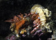 Paire de crabes ermites — Photo de stock