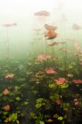 Лили прокладки под водой в сеноте — стоковое фото