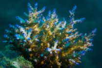 Красочный коралловый крупный план — стоковое фото