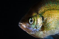 Green sunfish closeup shot — Stock Photo