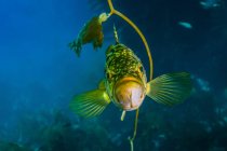 Kelp зелений окунь Кука — стокове фото
