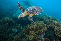 Hawksbille sea turtle swimming over reef — Stock Photo