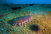 Sea cucumber and urchin on shipwreck — Stock Photo