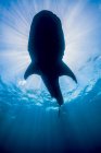 Silueta de tiburón ballena - foto de stock
