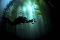 Persona con macchina fotografica immersioni nella foresta di alghe, Isla de Cedros, Baja California, Messico — Foto stock