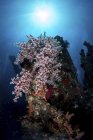 Colonia di coralli molli sul relitto USS Liberty, Tulamben, Indonesia — Foto stock