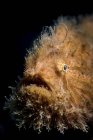 Closeup cropped view of hairy frogfish — Stock Photo