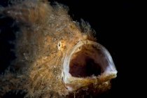 Primo piano vista frontale del pesce rana peloso con bocca aperta — Foto stock
