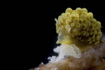 Крупный план Doto ussi nudibranch, наблюдающий за своими яйцами — стоковое фото
