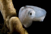 Вид крупным планом на крошечных каракатиц — стоковое фото